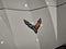 2026 Chevrolet Corvette Stingray Coupe, 1LT, RWD